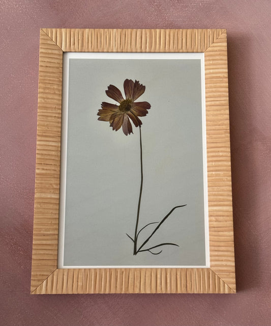 Pressed Cosmo  Print in 8 x 12 Rattan Frame