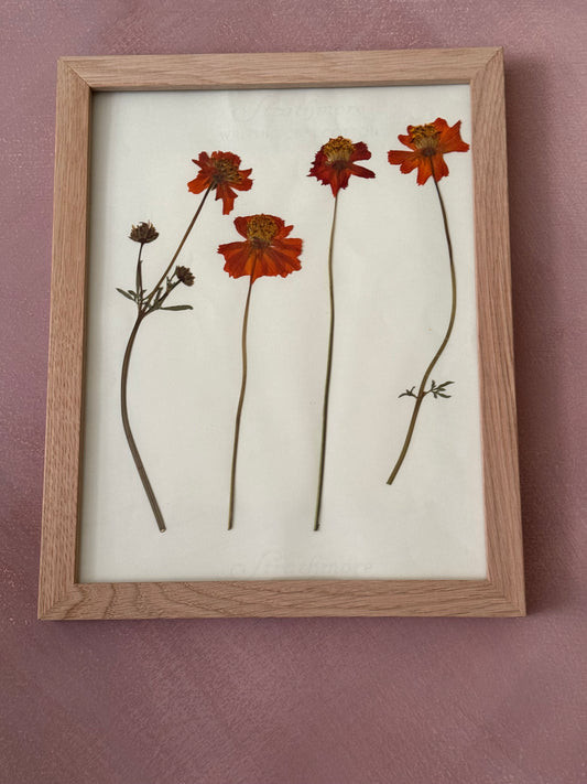 Pressed Cosmos #2 Original in Wood Frame