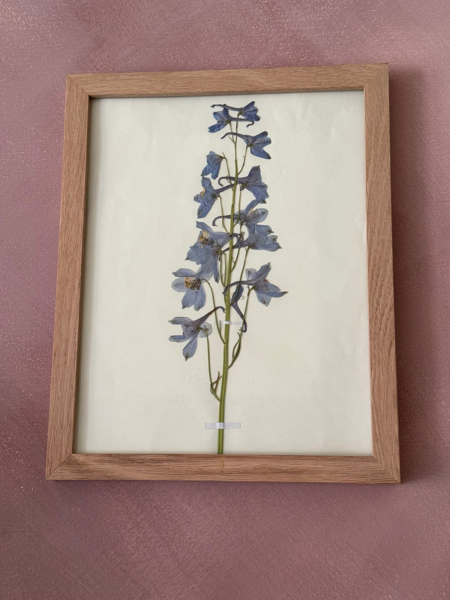 Pressed Delphinium Original in Wood Frame