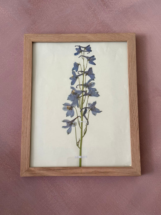 Pressed Delphinium Original in Wood Frame